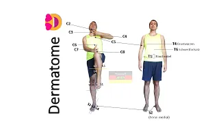 Dermatome - Ganz easy merken 😍😍