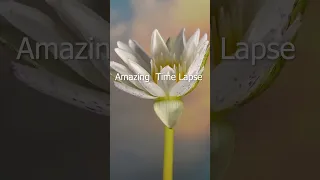 Beautiful Blooming white Flower Time Lapse #shorts 😚💞🌷🌾