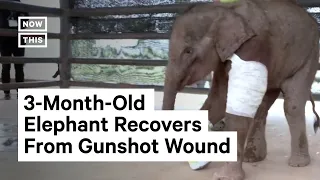 Baby Elephant Recovers After Being Rescued From Poacher Trap