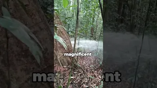 Man Finds Mysterious Tree That Gives Away Water ❤️ #shorts