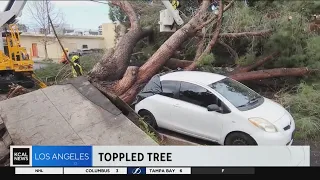Downed trees destroy sidewalks, crush cars, damage homes throughout Los Angeles