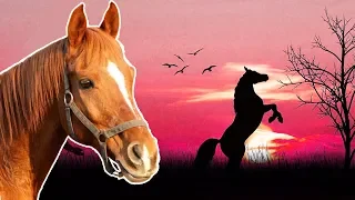 Horses for Kids | Animals for Kids | Pony, Mule, Donkey