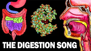 THE DIGESTIVE SYSTEM SONG