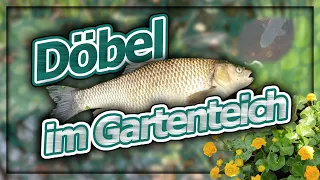 Der Döbel - Haltung im Gartenteich?