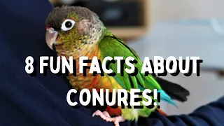 8 Fun Facts About Conures | Things You Should Know! | TheParrotTeacher