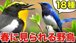 じっくり解説！春の野鳥たちが奏でる美しいさえずり～