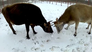 Коровы и телята на прогулке.