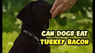 Is Turkey Bacon Bad for Dogs & Puppies to Have?