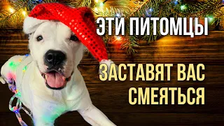 СМЕШНЫЕ СОБАКИ И КОШКИ | СМЕШНОЕ ВИДЕО НАШИХ ПИТОМЦЕВ | FUNNY DOGS AND CATS