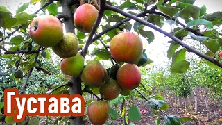 Яблоня ГУСТАВА: для любителей плодов изысканного вкуса /Редкий классический сорт