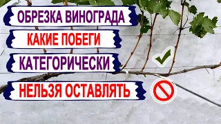 🍇 Обрезка винограда! Эти ПОБЕГИ ДАЖЕ НЕ ДУМАЙТЕ ОСТАВЛЯТЬ  для УРОЖАЯ БУДУЩЕГО года. И вот почему!