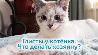 Глисты у котёнка  Что делать хозяину?