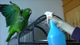 Попугай Клара принимает душ и играет:)