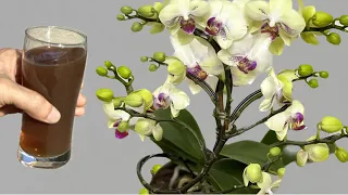 I poured 1 glass into the roots! Orchids immediately bloom all year round in this easy way