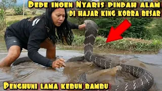 DEDE INOEN NYARIS PINDAH ALAM BERHADAPAN DENGAN KING KOBRA