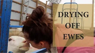 How I Dry Off My Ewes (POST WEAN):  Vlog 109