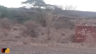 Leopard FLIES through the air to surprise and catch Impala!!!