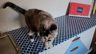 Cat says mrrp whenever she does a tiny jump