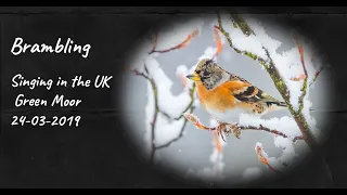 Brambling Calling/singing