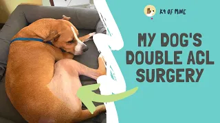 My Dog's Double ACL Surgery