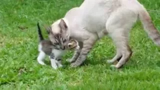 Gatinhos XERETANDO o JARDIM (Fofinhos da Mamãe)