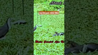 serangan tiba tiba burung ruak ruak