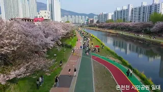 벚꽃구경 영도,온천천 (Cherry Blossom, Busan Korea)