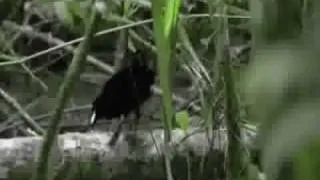 Planet Earth: Birds of Paradise Techno Version