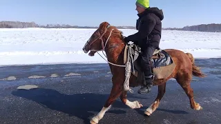 Заездка Лекера, до табуна. Как это было.