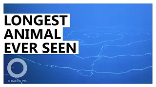 Longest Animal Ever Recorded Found in the Deep Sea
