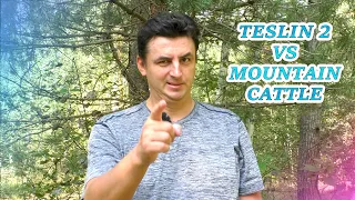 Mountain Cattle VS Teslin 2. Обзор двух палаток.