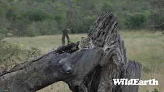 WildEarth - Sunset Safari -10 May 2023