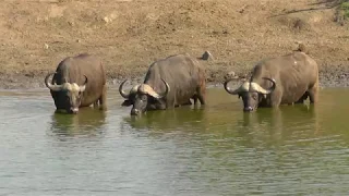 SOUTH AFRICA many animals at Klopperfontein, Kruger national park (hd-video)