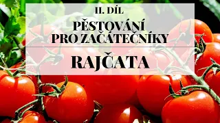 Pěstování rajčat ze semínek - Pěstování pro začátečníky 2. díl