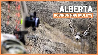 Bowhunting mule deer with Brian Call🔥 Insane Spot and stalk gritty hunting action!