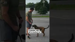 This is exactly how to make a dog more aggressive!