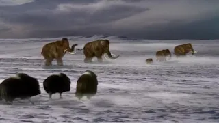 Land Of The Mammoth Musk Ox