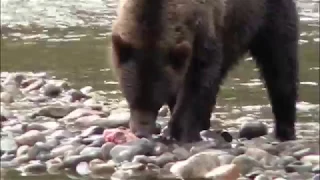 Grizzly Bear eating a Salmon.