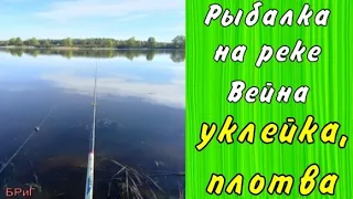 Рыбалка на реке Вейна. Уклейка, плотва.