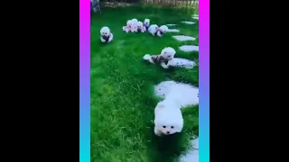 Tik Tok chò phõc sóc mini🥰 funny and cute Pomeranian # 221