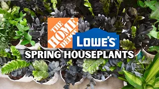 Houseplant Shopping: Big Box Store Edition | Lowe's vs. Home Depot?