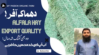 Alfalfa hay available in Pakistan best for goats & rabbits