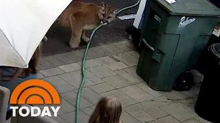 Family has close encounter with cougar in their backyard
