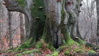 Mystischer Urwald Sababurg - im Reinhardswald | Dokumentation