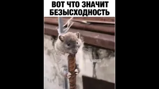 #2020. ЛУЧШАЯ ПОДБОРКА ПРИКОЛОВ,INSTAGRAM,СМЕШНЫЕ ВИДЕО,ЖИВОТНЫЕ,ПРАНКИ, ФЕЙЛЫ,  №4.