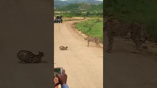 Cheetah thinks twice about attacking serval 😬