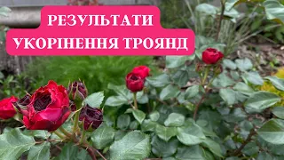 Розсаджую череночки троянд🌹