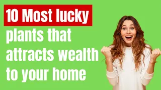 10 Most lucky plants that attracts wealth to your home | Money catcher plants for your home