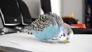 8 hours Budgie sounds - Talking to 1KM