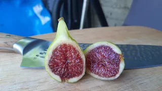 I think this is my favourite fig variety of my collection so far